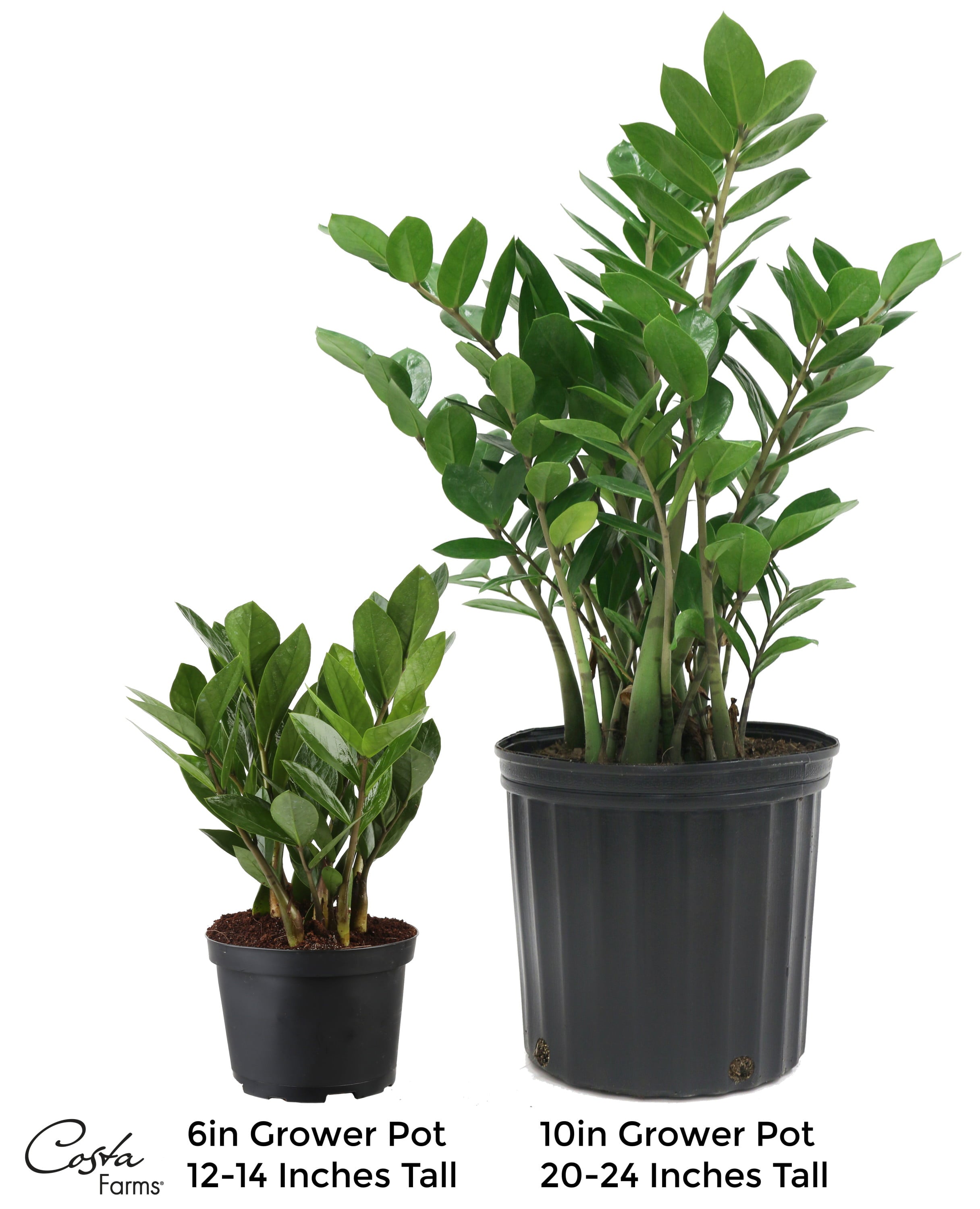 Costa Farms  Live Indoor and Outdoor 12in. Tall Green ZZ Plant; Medium， Indirect Light Plant in 6in. Grower Pot