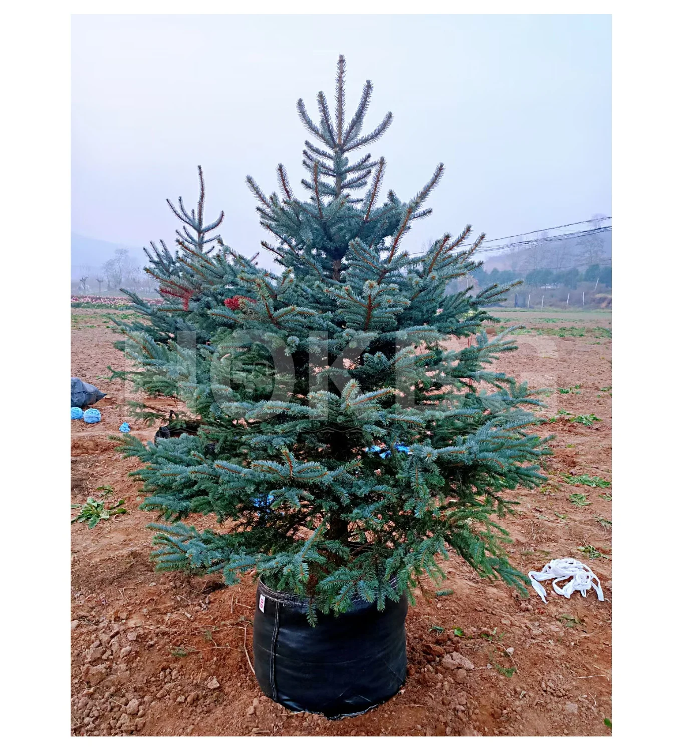 HOKBG 20 Litre 5 Gallon  high quality woven fabric Nursery Grow bag Christmas Tree propagation bag