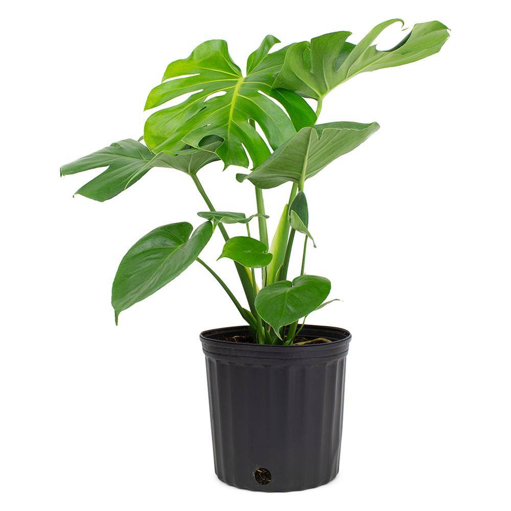 Pure Beauty Farms 1.9 Gal. Philodendron Monstera Deliciosa Plant in 9.25 in. Grower Pot DC10PHIODEN