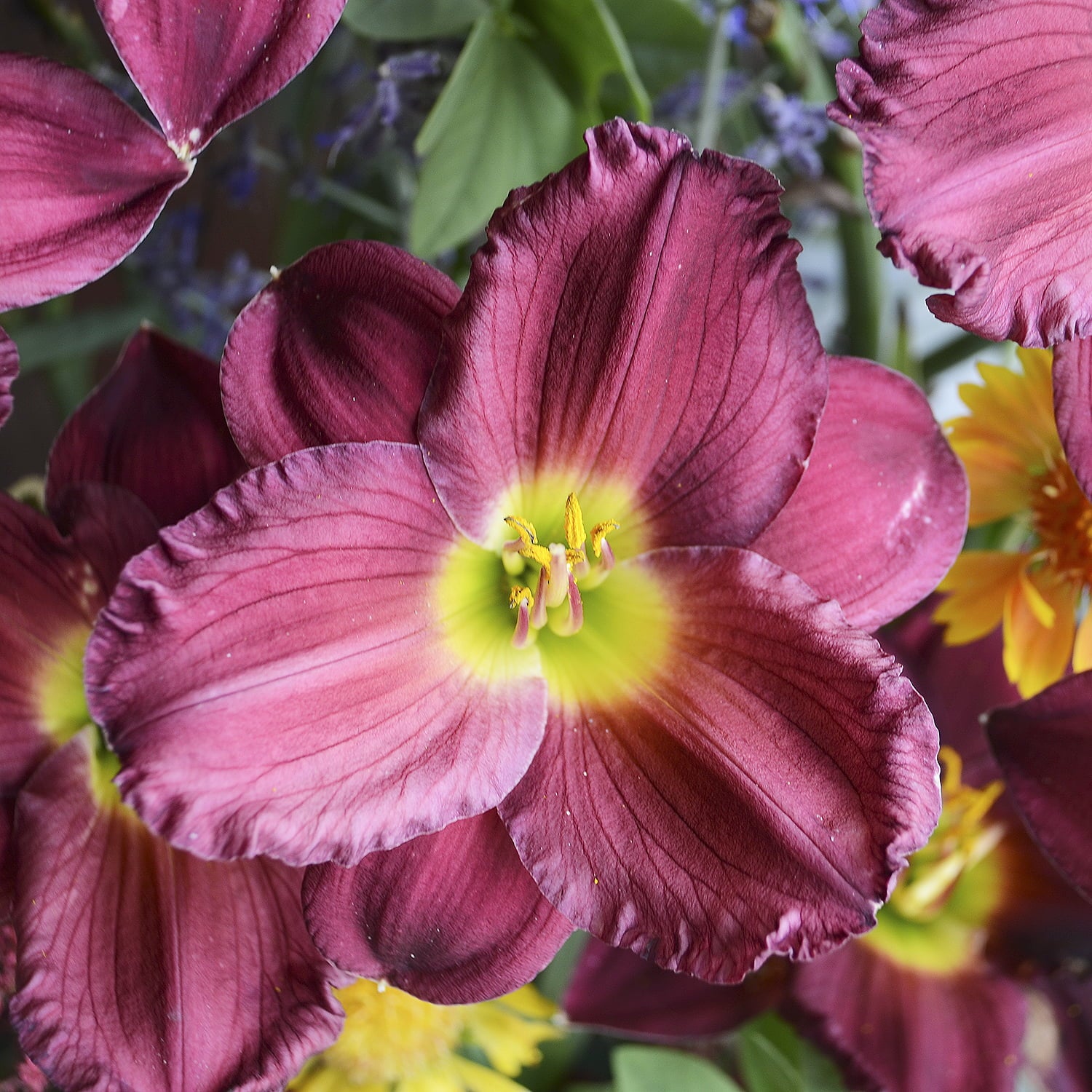 Budacious Reblooming Daylily Dormant Bare Root Flowering Perennial Plant (1-Pack)