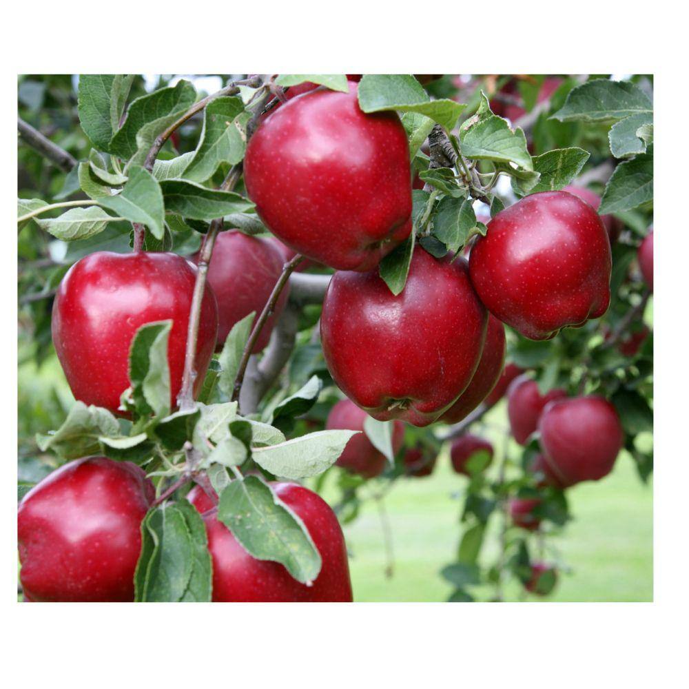 Southern Living 5 gal. Aomori Red Delicious Apple Tree APPAOM05G