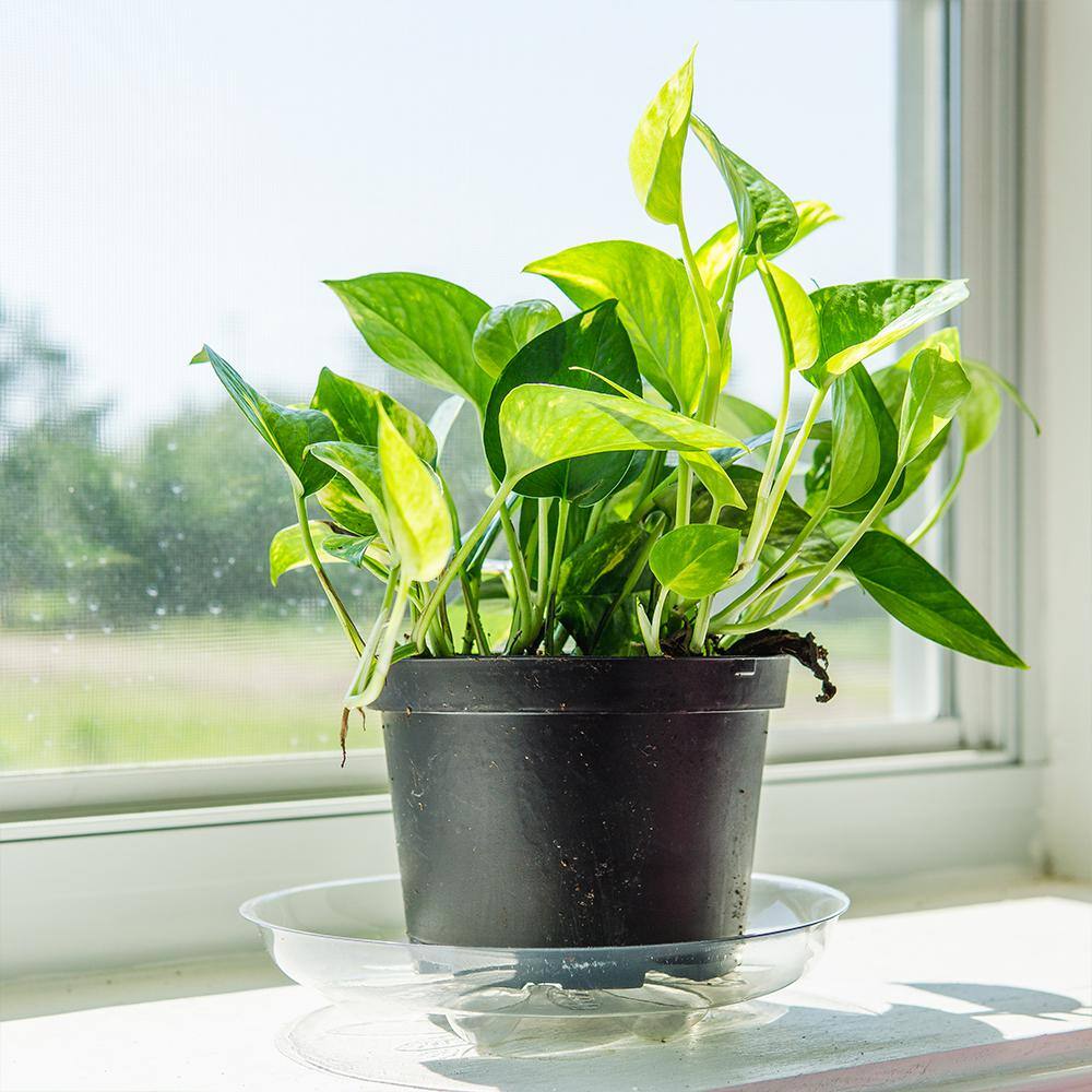 Perfect Plants Golden Pothos Devils Ivy Plant in 6 in. Grower's Pot (2-Pack) THD00403