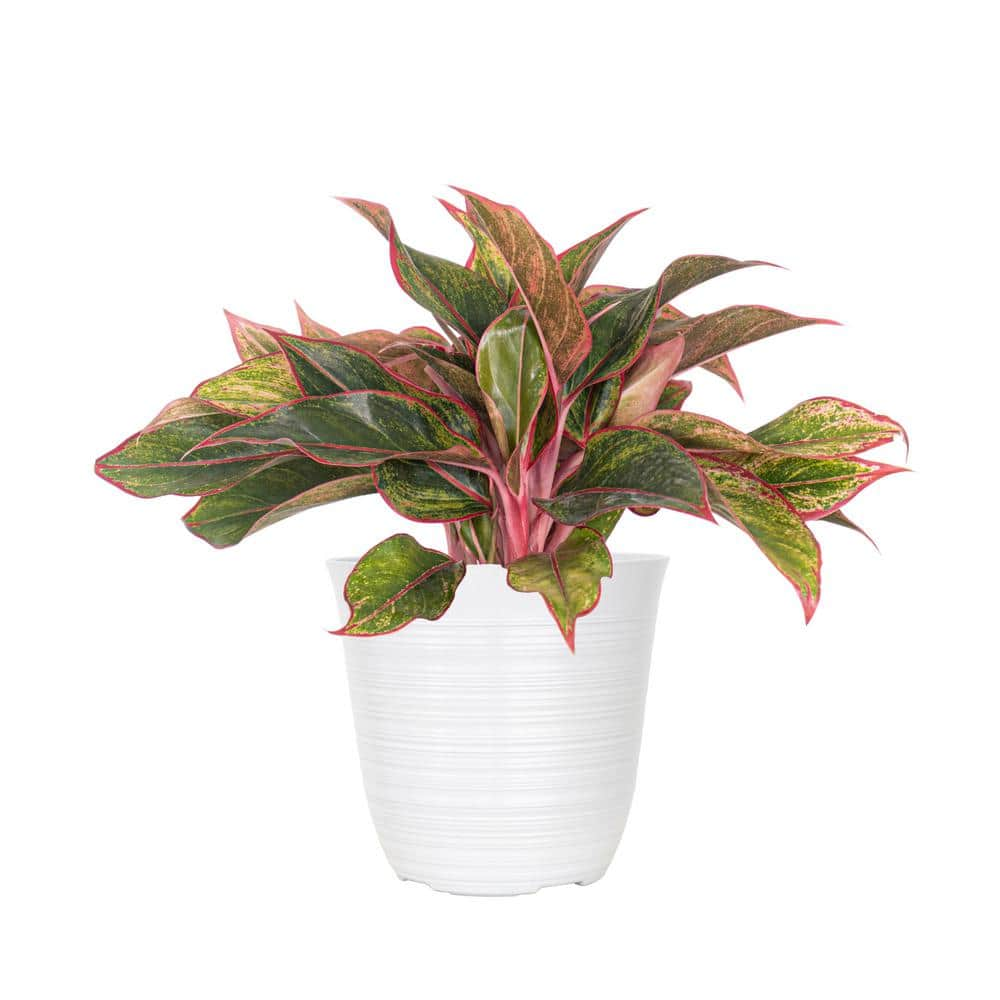 United Nursery Aglaonema Siam Aurora Chinese Evergreen Plant in 6 inch White Decor Pot 74493