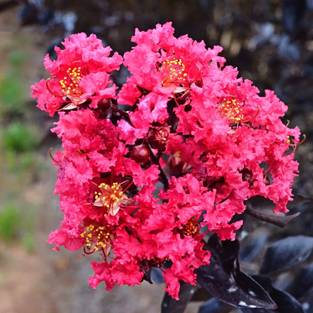 FIRST EDITIONS 3 Gal. Midnight Magic Pink Crape Myrtle Tree CRMMMA03G