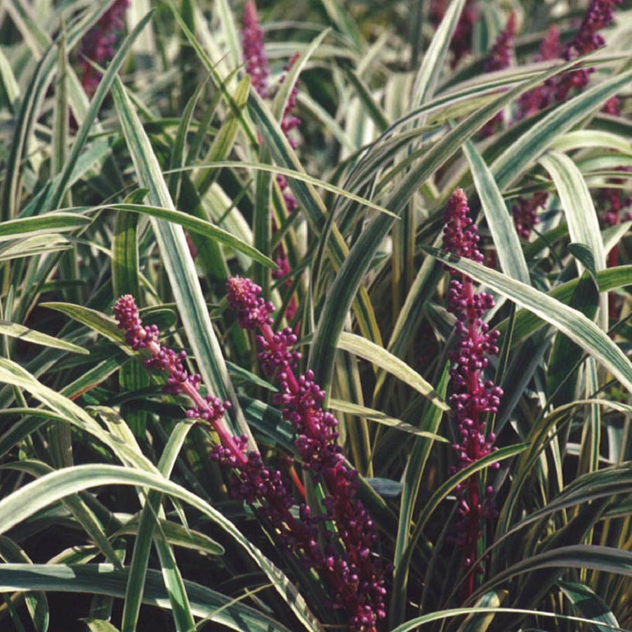 Variegated Liriope 'Lily Turf' (2.5 Quart) Semi-Evergreen to Evergreen Groundcover Perennial - Full Sun to Part Sun Live Outdoor Plant