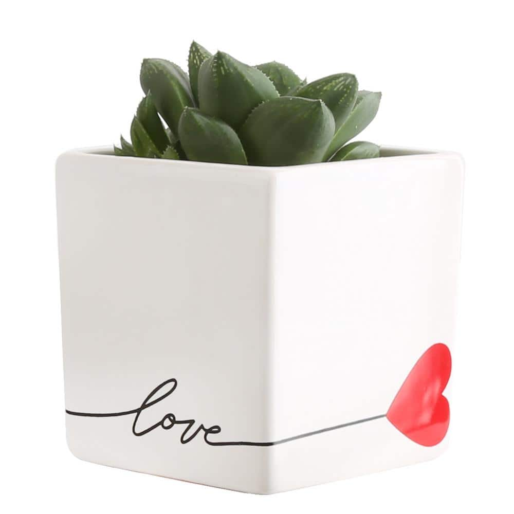 Costa Farms Grower's Choice Echeveria Indoor Succulent Plant in 2.5 in. Love Ceramic Pot， Avg. Shipping Height 3 in. Tall CO.ECH2.5.LOVE