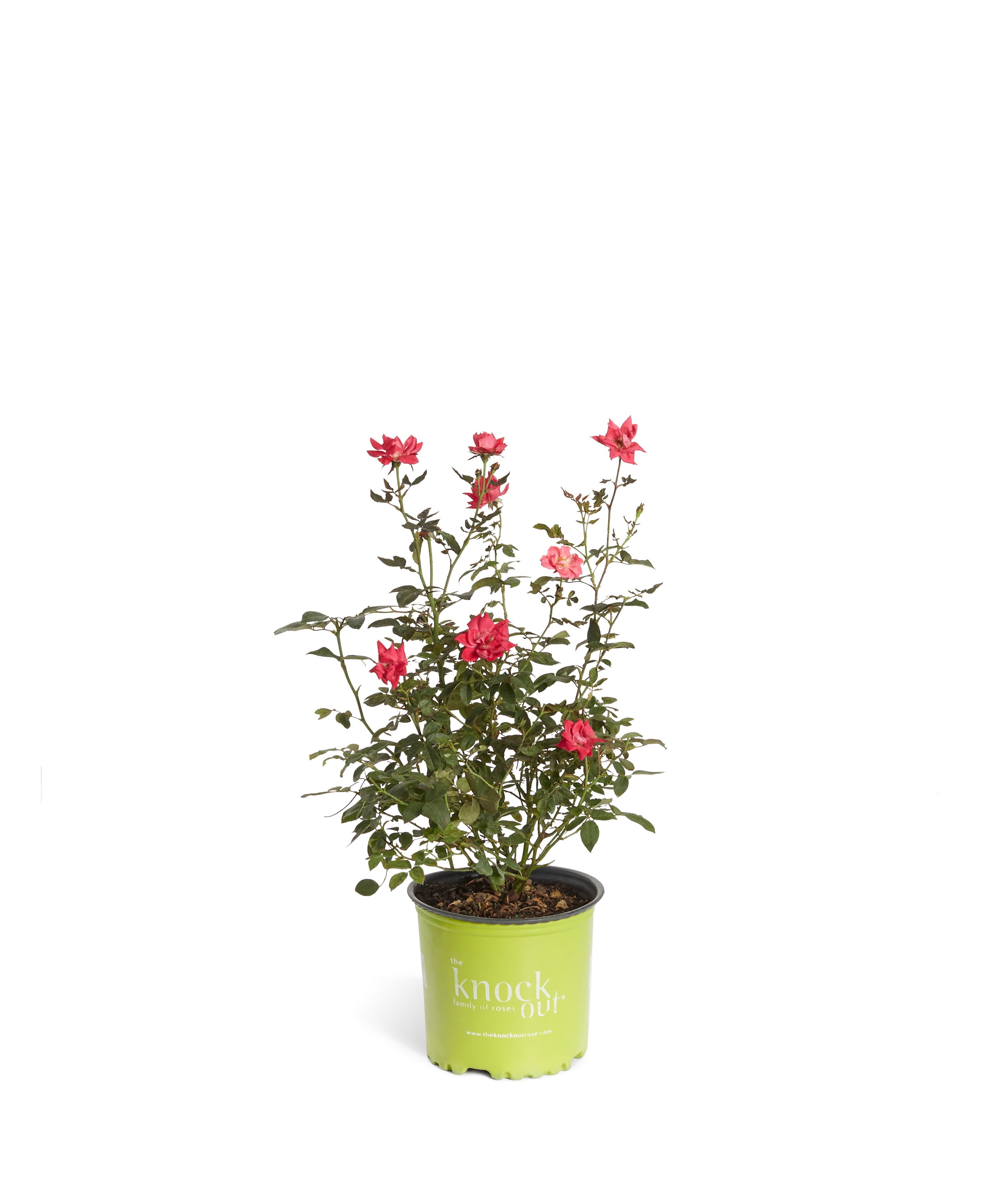 Double Knock Out® Rose - The Most Popular Repeating Rose Bush - Cannot Ship to AZ