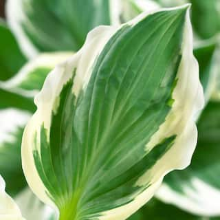 VAN ZYVERDEN Hosta Patriot Roots (Set of 3) 83791