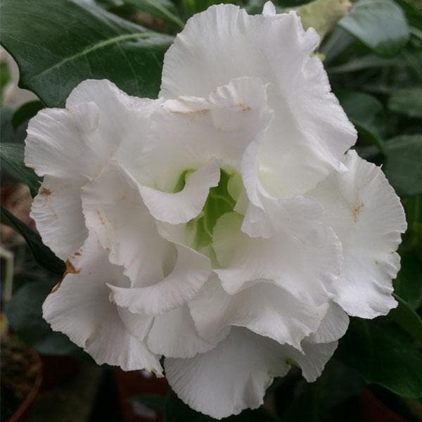 Adenium Plant, Desert Rose (White Double) - Plant