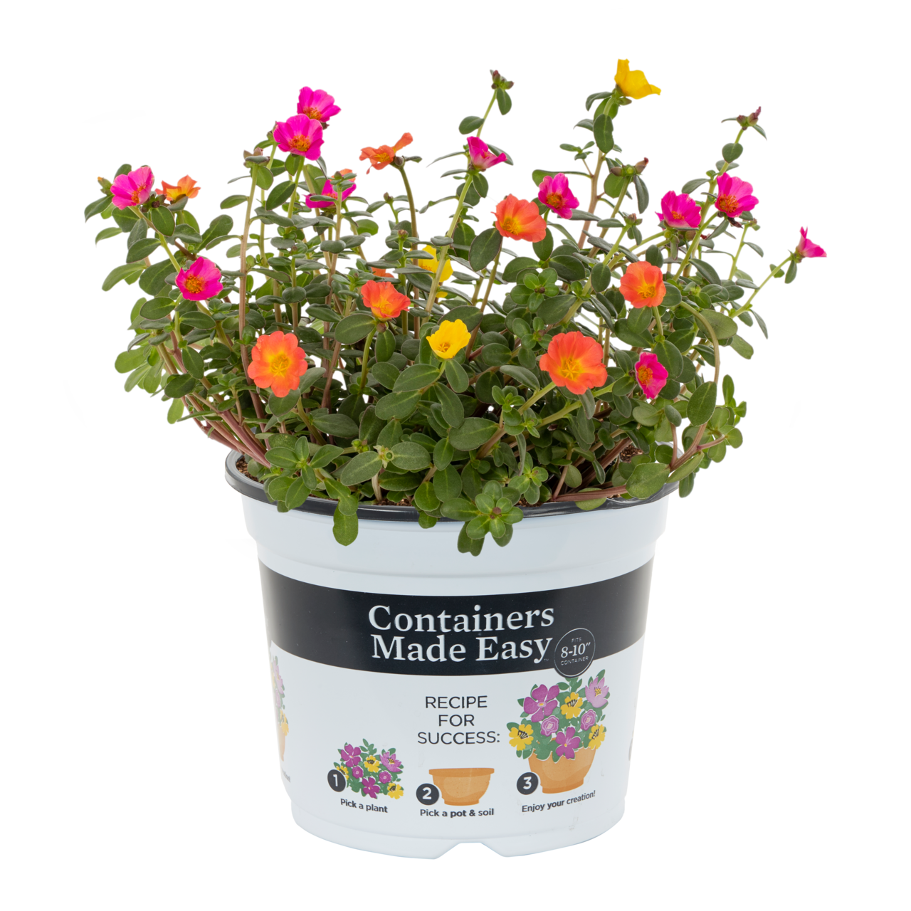 Containers Made Easy with Better Homes and Gardens 3QT Portulaca Smarty Party Pink Orange Yellow Live Plant (2 Count) with Pop-In Pot