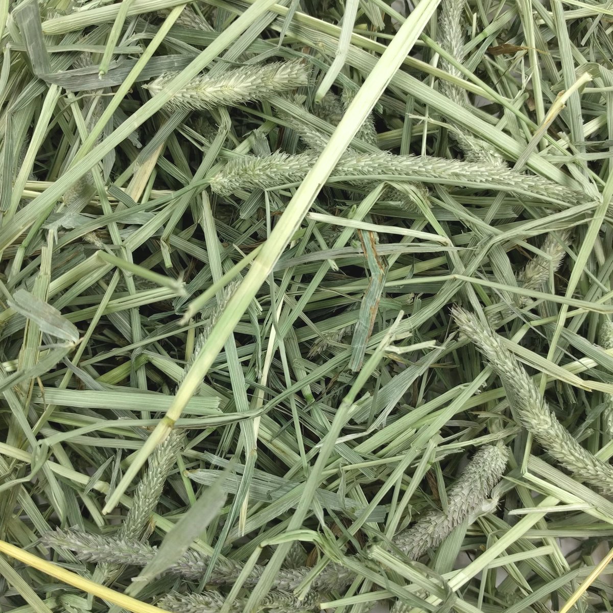 Oxbow Harvest Stacks Compressed Western Timothy Hay with Chamomile Small Animal Food