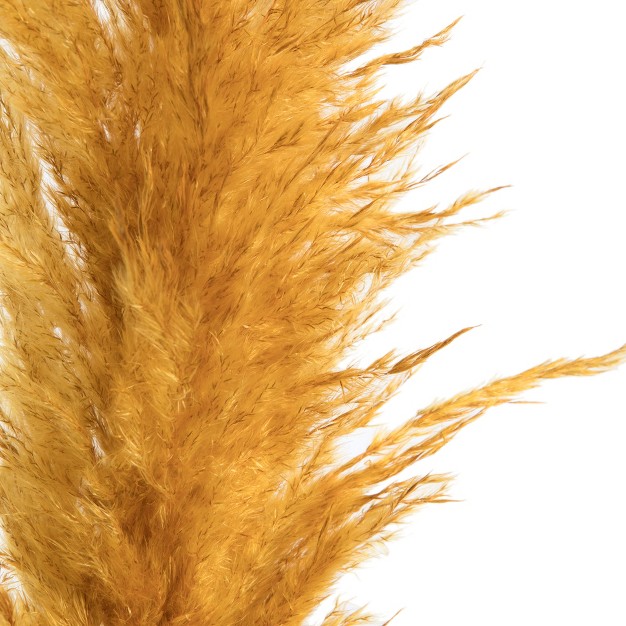 Dried Aspen Gold Pampas Grass， 6 Pieces Per Pack. It Includes Two Stems With Medium Plumes That Range From 3