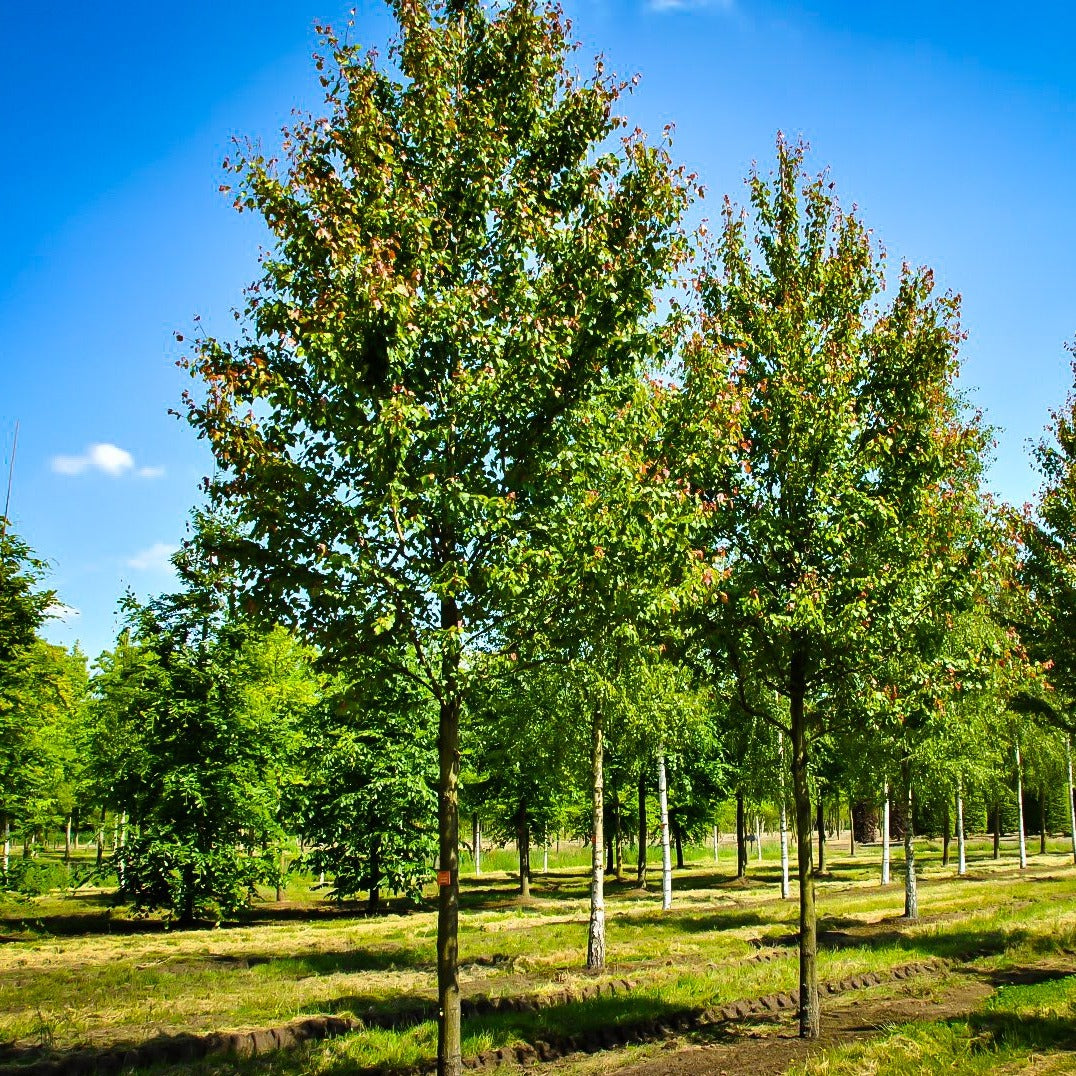 Summer Red Maple