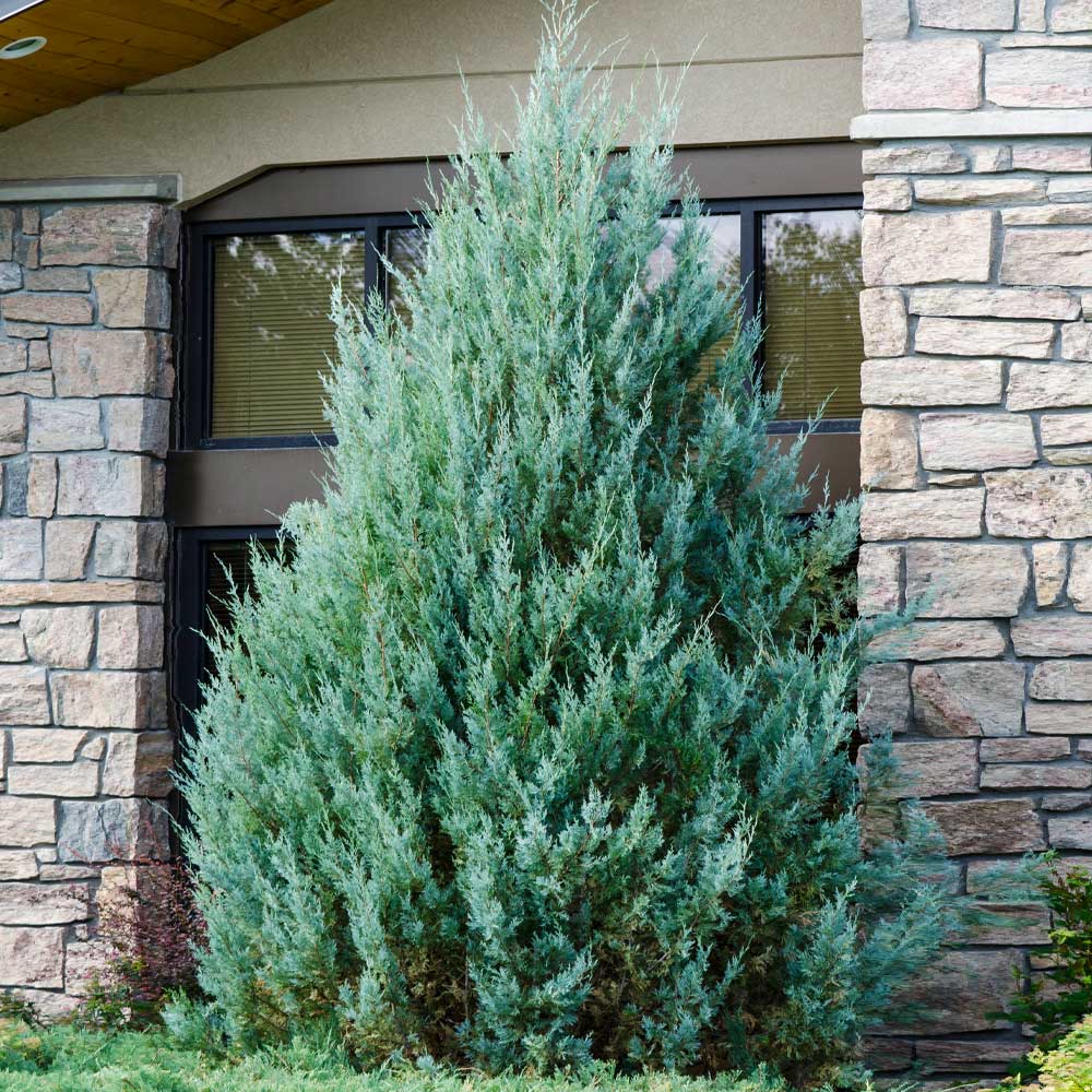 Juniper 'Wichita Blue' Tree