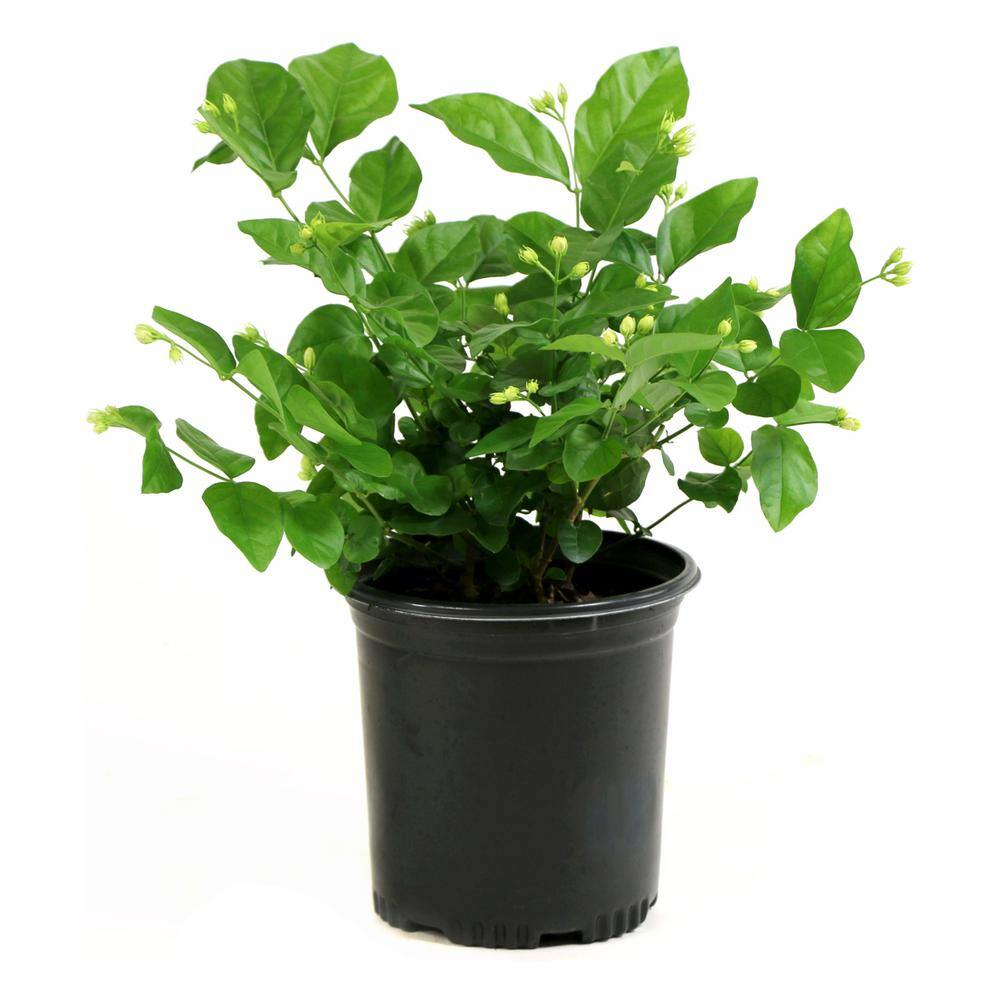 national PLANT NETWORK 2.5 qt. Sambac White Jasmine Arabian Plant in Pot HD1003