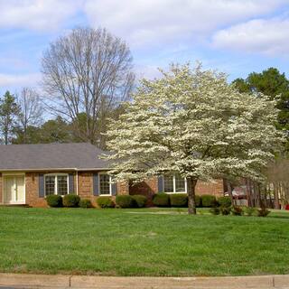 Brighter Blooms 5 Gal. Flowering White Dogwood Tree DOG-WHI-34-5
