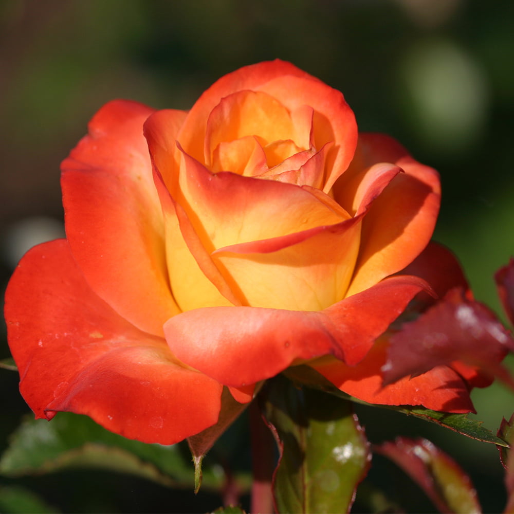 Sunita Shrub Rose by Heirloom Roses - Live Rose Bush