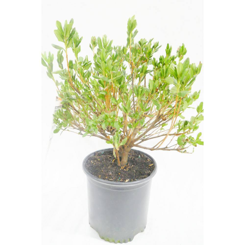 BELL NURSERY 1 Gal. Delaware Valley White Azalea Live Flowering Evergreen Shrub White Flowers AZLEA1DEL1PK
