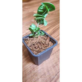 NOOT 8 qt. Organic Coconut Husk Indoor Plant Potting Mix HUSKY-MIX