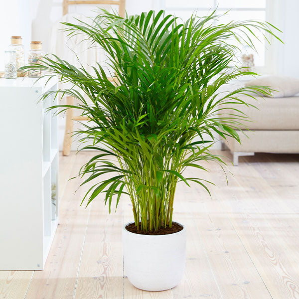 Areca Palm Tree