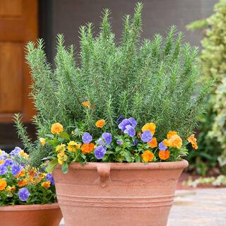 Bonnie Plants 2.32 qt. Rosemary Herb Plant 5090