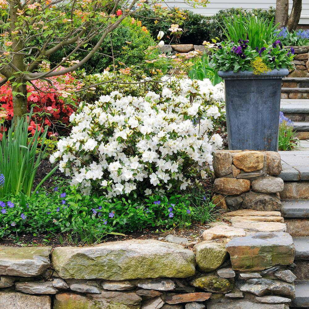 national PLANT NETWORK 2.5 qt. Azalea Gumpo White Flowering Shrub with White Blooms HD7028