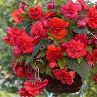 ProPlus Red Cascade Begonias Odorous Sunset Bulbs (Set of 5) 83001