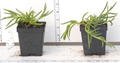 Classy Groundcovers - Delosperma cooperi Mesembryanthemum cooperi， similar to D. sutherlandii {25 Pots - 3 1/2 inch Square}