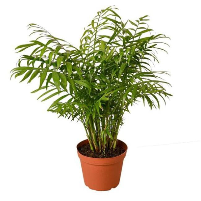 House Plant 6-PALM-PARLOR 6 in. Pot Parlor Palm Plant