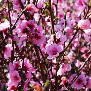 Brighter Blooms 5 Gal. Elberta Peach Tree PEA-ELB-56-5