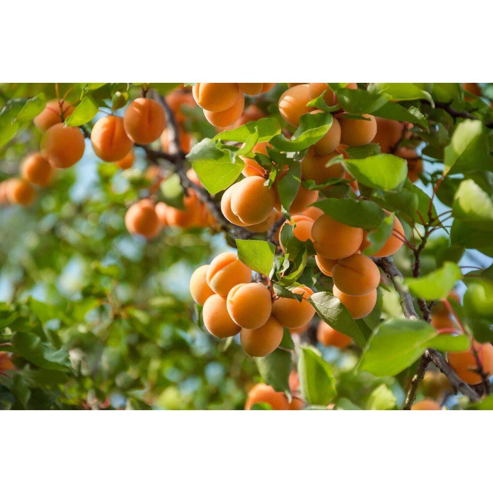 Online Orchards 3 ft. Blenheim Apricot Bare Root Tree with Renowned Excellent Flavor FTAC202