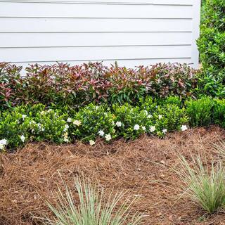 SOUTHERN LIVING 2 Gal. Copper Top Viburnum Shrub with Red to Green Foliage 17216