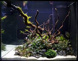 Aquarium Hardscape: SpiderWood (Small 6-10 Inches)