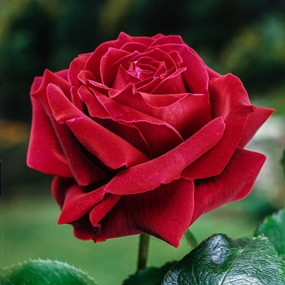 Spring Hill Nurseries Mister Lincoln Hybrid Tea Rose Dormant Bare Root Plant with Red Color Flowers (1-Pack) 86055