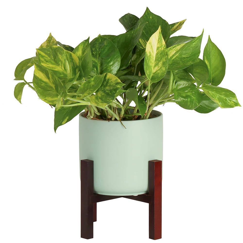 Costa Farms Pothos Indoor Plant in 6 in. Mid Century Planter and Stand Avg. Shipping Height 1-2 ft. Tall CO.PO60.3.MIDWHTSTD