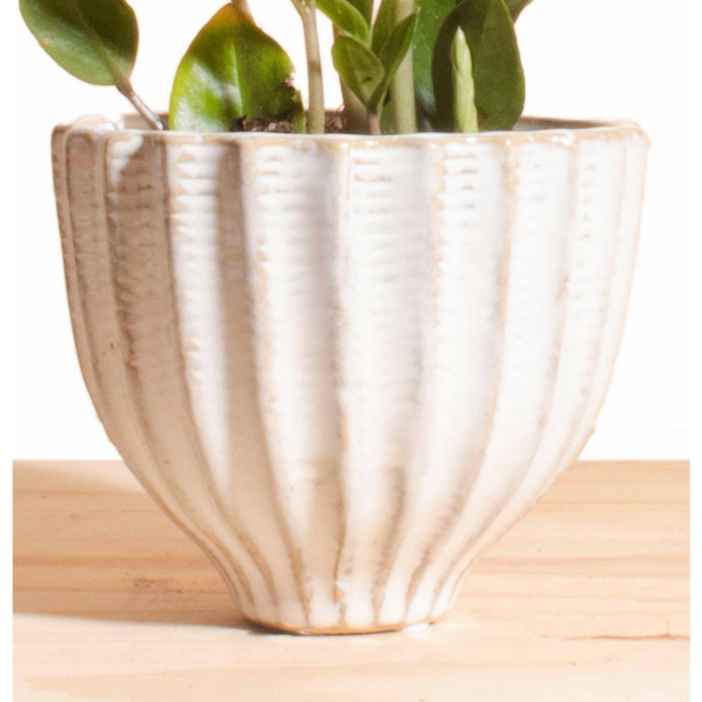 Shop Succulents Zanzibar Gem ZZ Plant in Honeycomb Ceramic Acorn Planter Pot 1-ACORN-ZZ-4