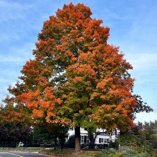 5 Gal. Northern Red Oak Deciduous Shade Tree OAKNOR05G