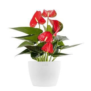 United Nursery Live Red Anthurium Houseplant in 6 in. White Eco-Friendly Sustainable Decor Pot ANTRED6SHPW