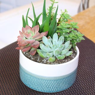 SMART PLANET 5 in. Blue and White Glazed Stoneware Bowl Succulent Garden 0881167