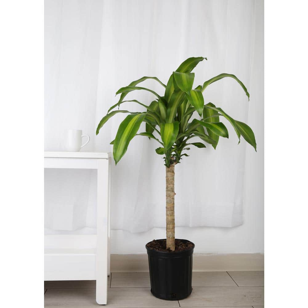 Costa Farms Mass Cane Indoor Plant in 8.78 in. Grower Pot Avg. Shipping Height 2-3 ft. Tall 10MC2