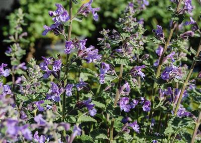 Nepeta X Faassenii 'Walker's Low' Catmint