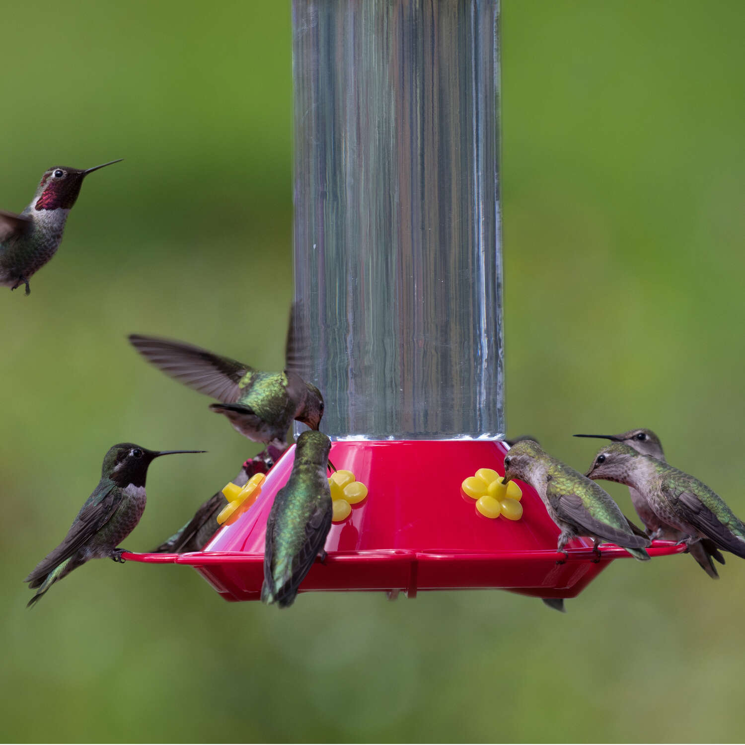 Perky-Pet Hummingbird 30 oz Glass/Plastic Nectar Feeder 6 ports