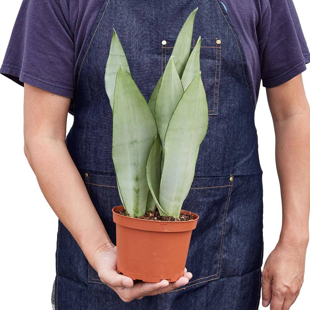 Snake Plant Moonshine Sansevieria Trifasciata Plant in 6 in. Grower Pot 6_SNAKE_MOONSHINE