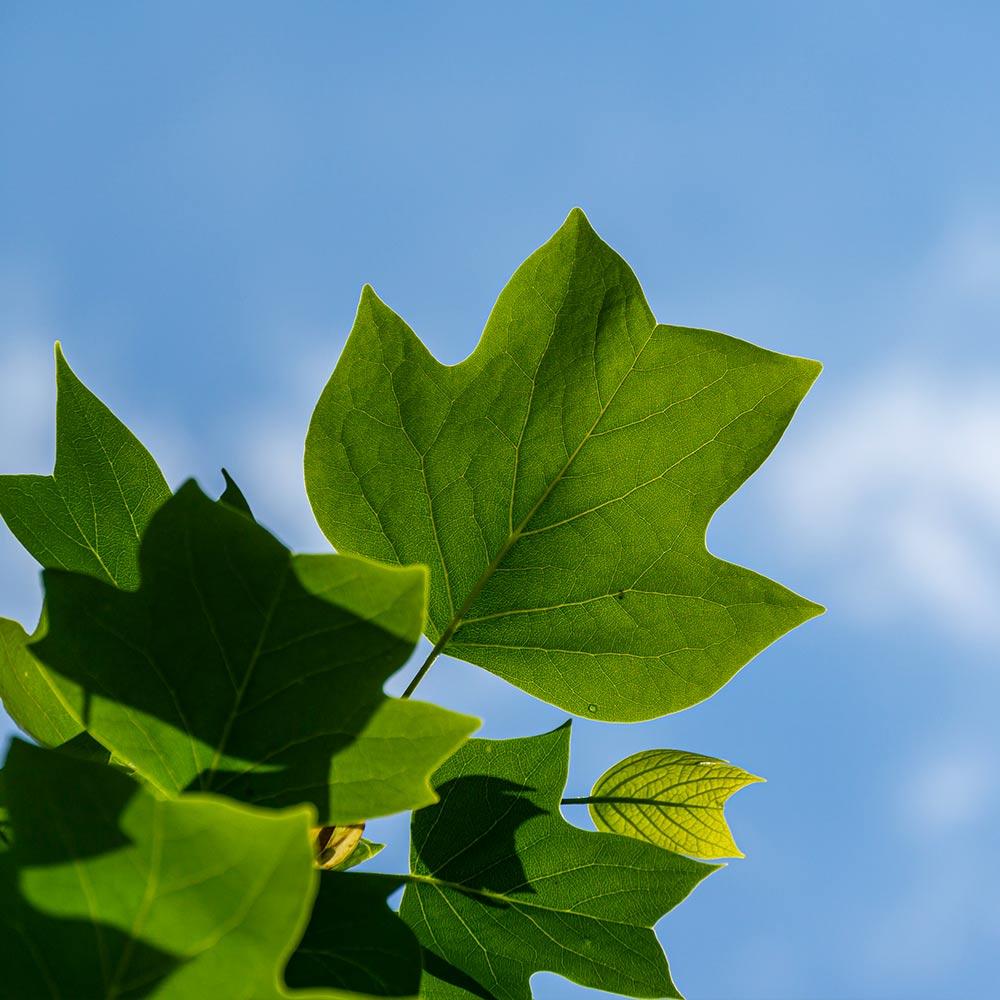 Tulip Poplar