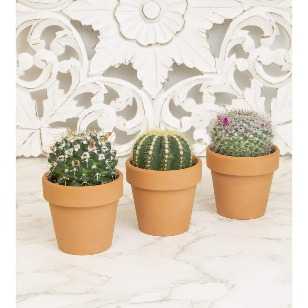 ALTMAN PLANTS 2.5 in. Assorted Cactus 3-Pack in Terra Cotta Clay Pot 0872533