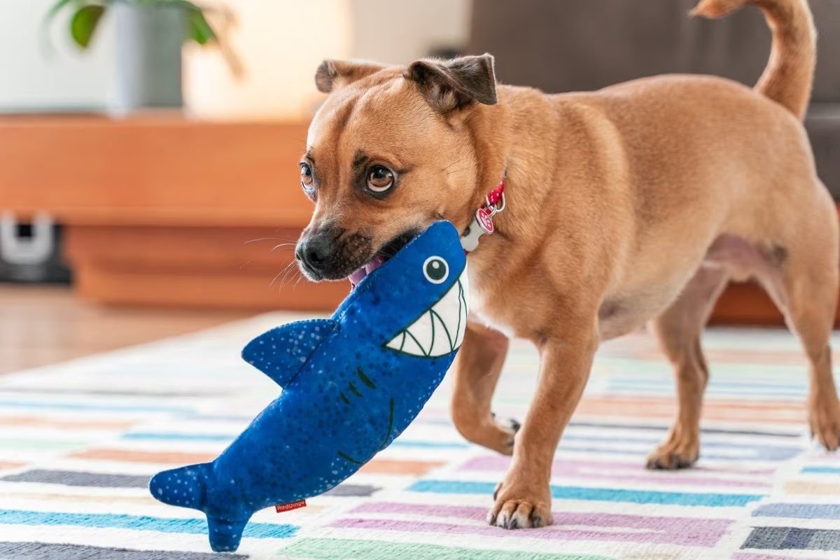 Red Dingo DURABLES Steve the Shark Squeaky Soft Dog Toy