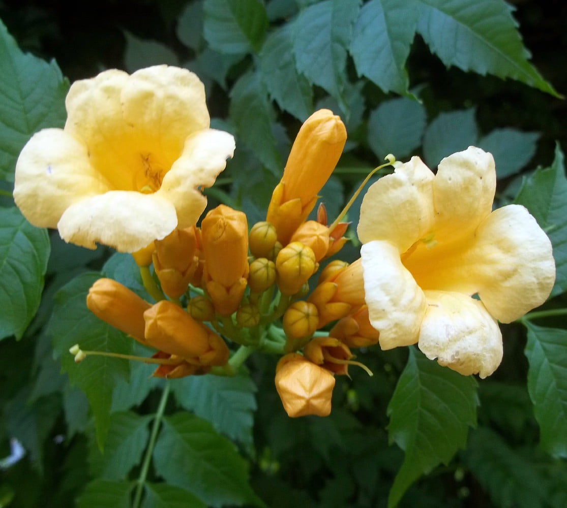 Yellow Trumpet Vine Plant - Campsis radicans - Flava - 2.5