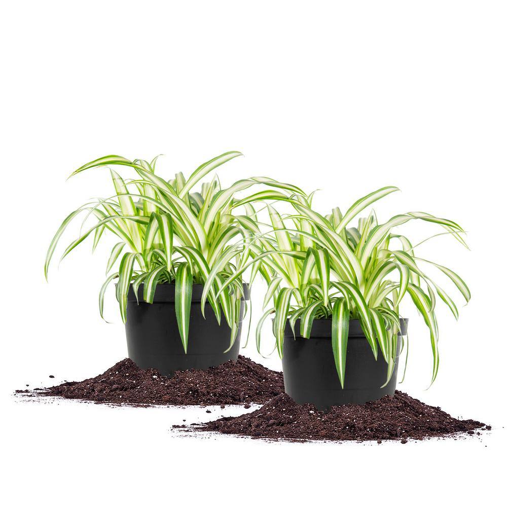 Spider Plant 6 in. Pot (2-Pack) THD100007