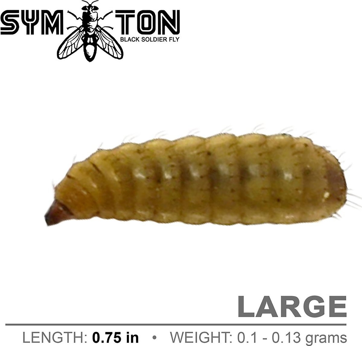 Symton Large Live Black Soldier Fly Larvae Lizard Food