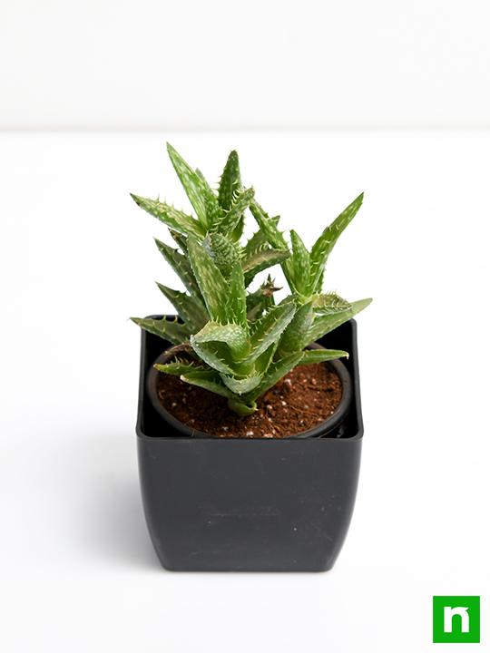 Aloe juvenna - Succulent Plant